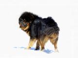 藏獒犬
