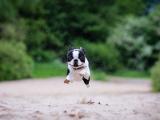 奔跑的波士顿犬