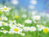 清新小白花