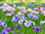 鸢尾花