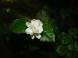 茉莉花开