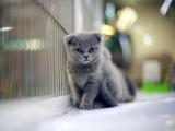 灰色小猫