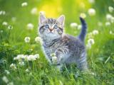 花丛中的猫咪