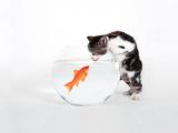 猫鱼恋