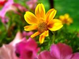 花儿的向往