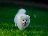 绒毛犬