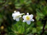 百合花的恋情