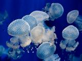 海蜇
