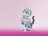 怕冷的猫咪