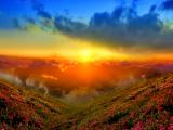 夕阳下的花海