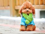 贵宾犬