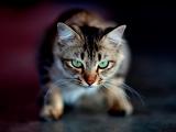 愤怒的猫