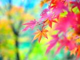 秋之枫叶情