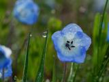 雨后花蕊