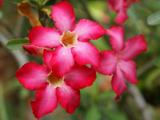 鲜花怒放