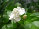 茉莉花