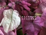你走不出我的思念