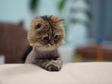 大头猫咪