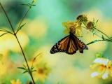 蝴蝶的留恋