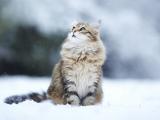 猫咪的梦想