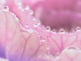 雨后水滴
