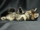 虎斑猫