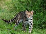 豹猫