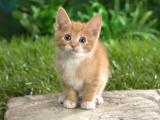 虎斑猫
