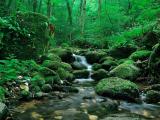 苔藓流水