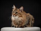 沙发上的猫咪