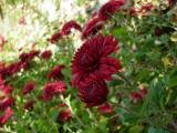 红色菊花