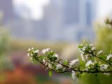 清新苹果花
