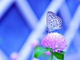 蝴蝶花语