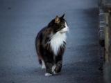 在寻觅的猫咪