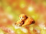 相依偎的猫咪