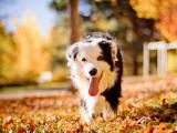 狗狗进入秋季