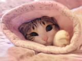躲藏的萌猫