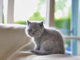 可爱灰色小猫咪