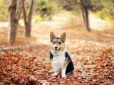 威尔士柯基犬
