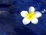 水中落花