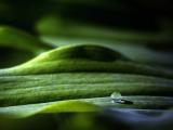 绿叶上的水珠