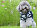 萌宠贵宾犬