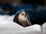 调皮萌猫