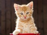 思考的猫