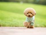 可爱泰迪犬