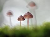 紧密相连的蘑菇
