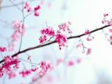 美丽的梅花