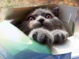盒子里的猫