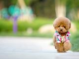 超极可爱泰迪犬
