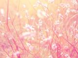 唯美温馨的花儿
